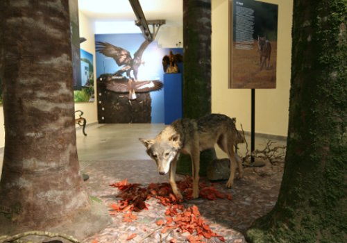Museo Civico di Storia Naturale