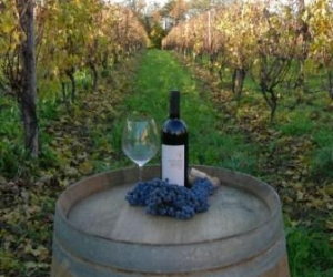 Azienda Baraccone