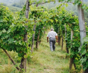 Campana vini 