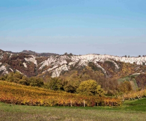 Illica Vini