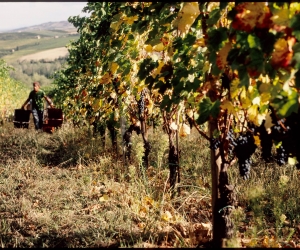 Lusenti Vini