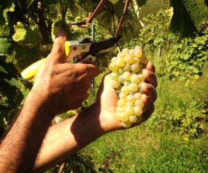 Azienda Zerioli